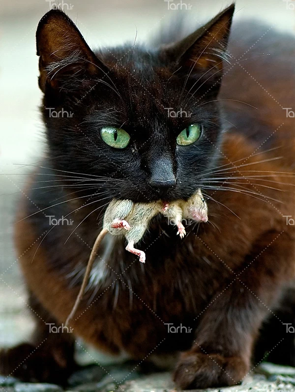نژاد گربه بنگال (Bengal) عکس و ویدیو نژاد گربه بنگال (Bengal) عکس و ویدیو