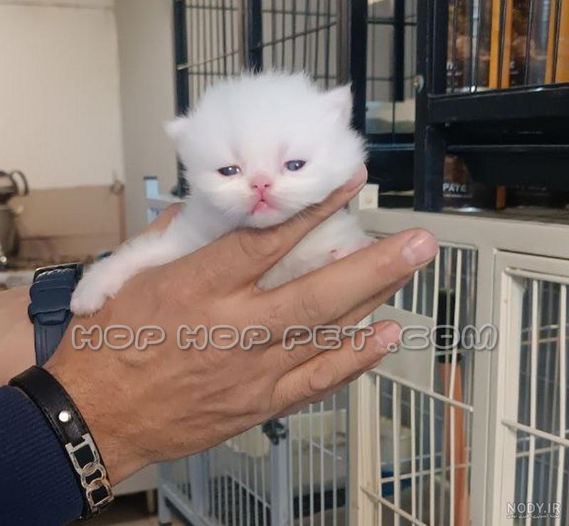 نژاد گربه پرشین ((Persian)) عکس و ویدیو
