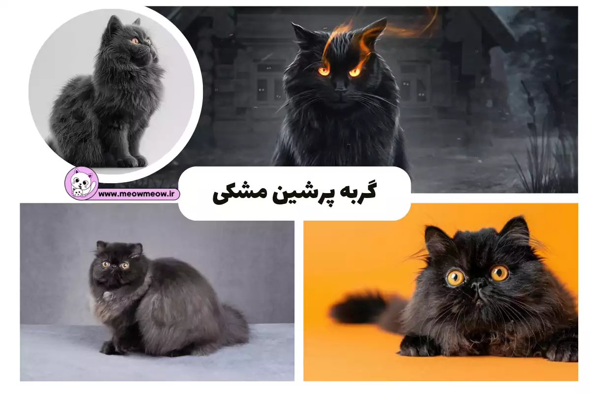 نکات طلایی نگهداری از گربه پرشین - پِت پُرس نکات طلایی نگهداری از گربه پرشین - پِت پُرس