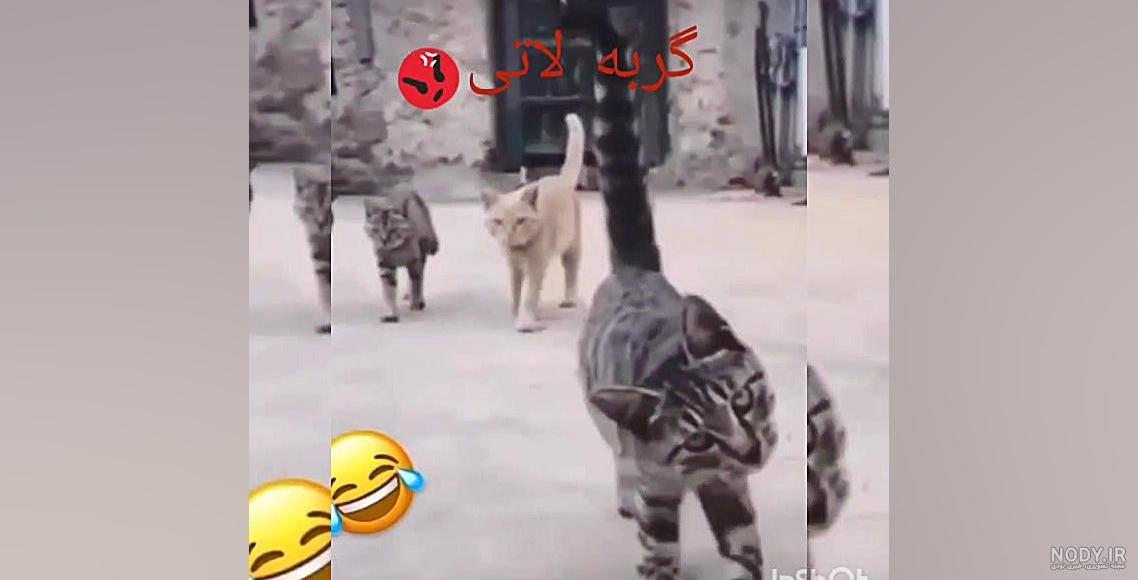 نگاهی به برترین نژاد گربه های بامزه در چند دقیقه