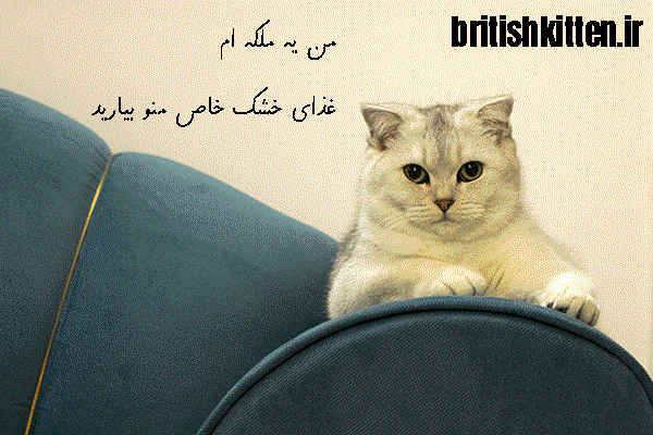 نگهداری از گربه خیابانی - سایمون کت، خرید و فروش گربه، پانسیون و پت شاپ نگهداری از گربه خیابانی - سایمون کت، خرید و فروش گربه، پانسیون و پت شاپ