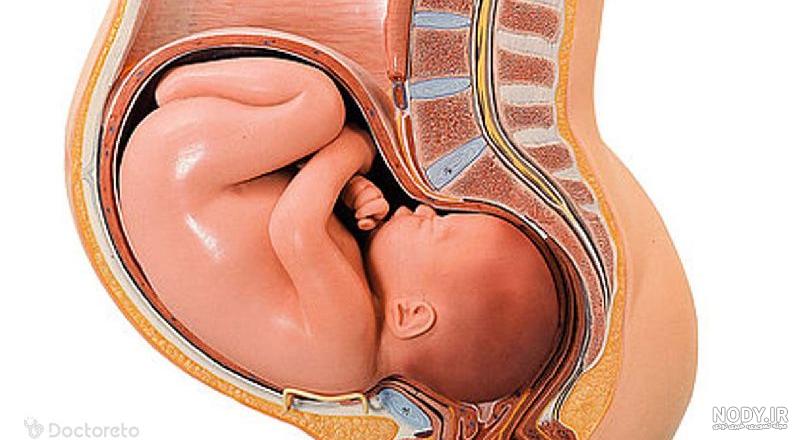 هفته پنجم بارداری چگونه است؟ جنین و مادر در چه وضعیتی هستند؟ هفته پنجم بارداری چگونه است؟ جنین و مادر در چه وضعیتی هستند؟