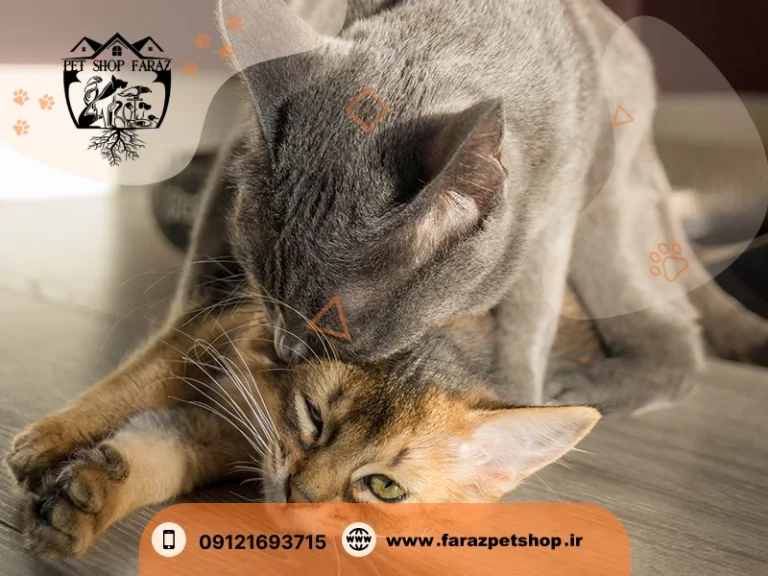 همه چیز درباره گربه ماده همه چیز درباره گربه ماده