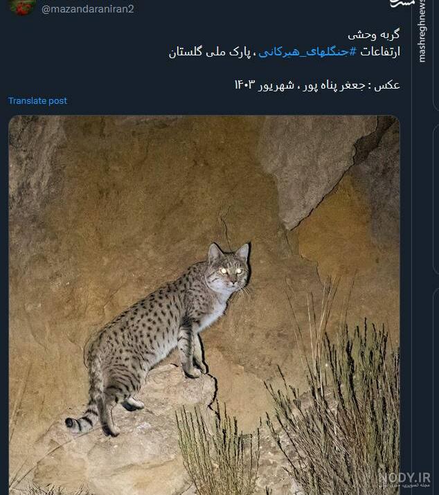 (ویدئو) ثبت تصویر یک گربه وحشی در پارک ملی گلستان