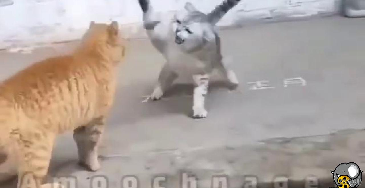 ویدئو) لات بازی خروس برای گربه؛ کتک بدی که گربه از خروس خورد!