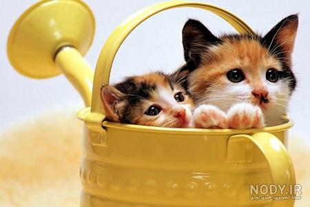 پرشین پت > > گربه های ناز نازی و مغرور پرشین پت > > گربه های ناز نازی و مغرور
