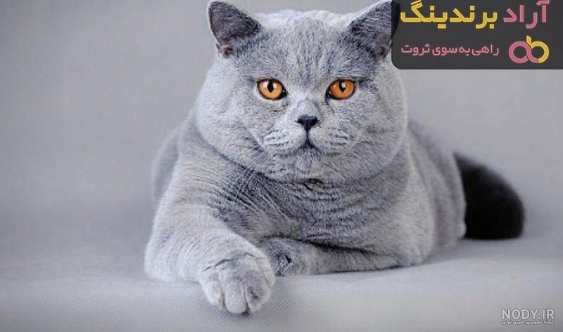 پس زمینه کارتونی گربه های بامزه رنگارنگ در حال بازی درفنجان