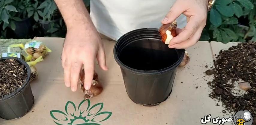 پیاز نرگس شیراز معطر - بذری نو بکاریم پیاز نرگس شیراز معطر - بذری نو بکاریم