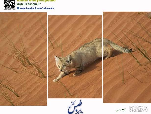ژست جالب گربه شنی در خراسان جنوبی+عکس | بهداشت نیوز