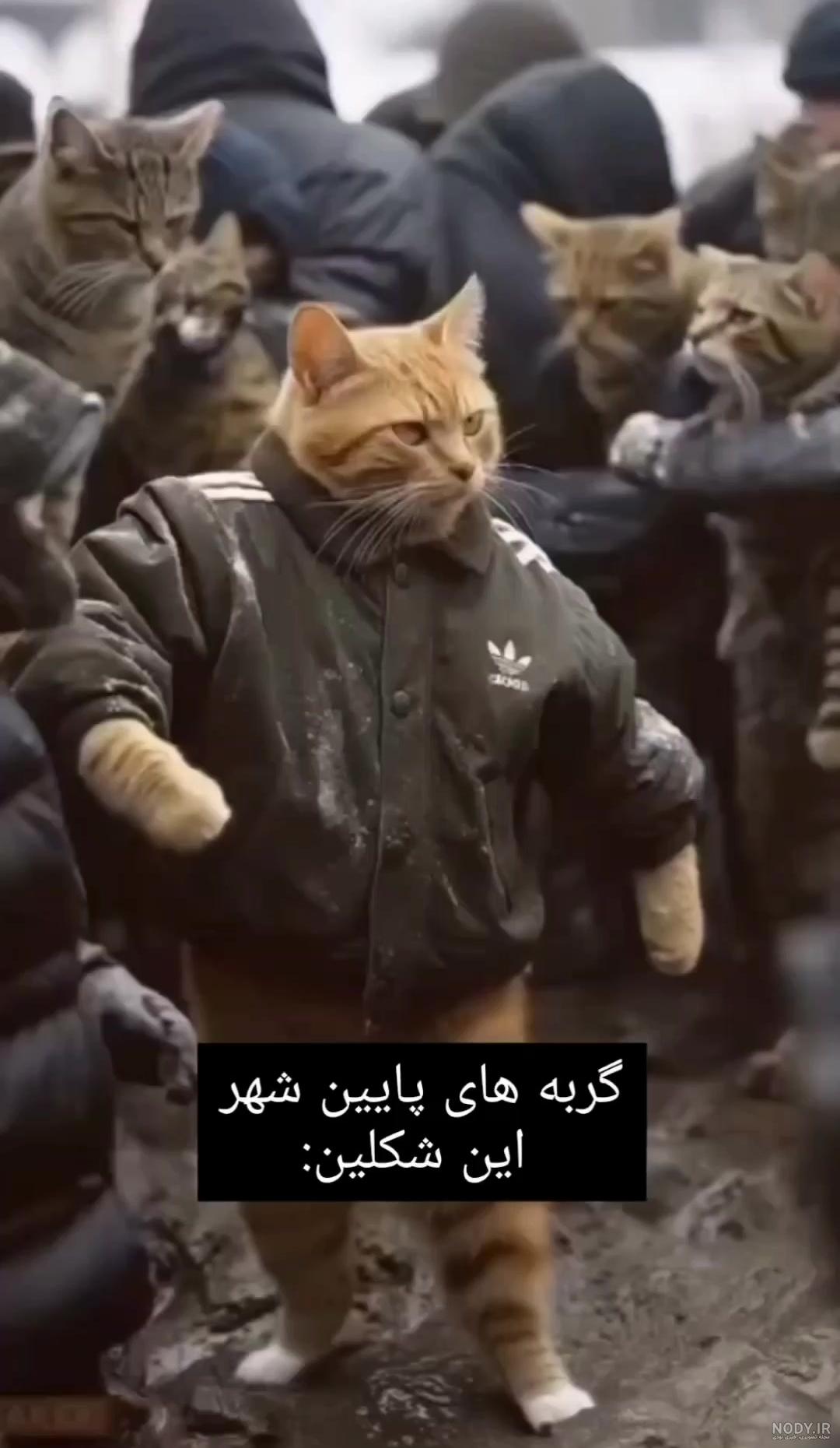 کدوم اسلاید رو دوست داشتین؟😁 بقیه پست ها و استوری هامو ببین قول میدم خوشت  بیاد🥰😍🧡 Credit: @loveyoustepan 💚🐈‍⬛🐈 #گربه #پیشی #پتشاپ #باشگاه  #بلاگر #بلاگری #میم #میم_گربه