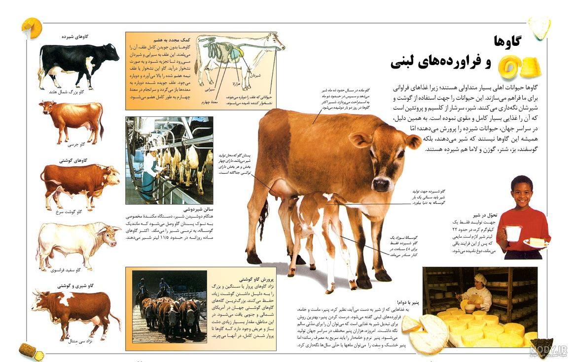 گاو آبی بلژیکی؛ گاو بلژیکی معروف به «گاو بدنساز» که ۱۵۰۰ کیلو ماهیچه گاو آبی بلژیکی؛ گاو بلژیکی معروف به «گاو بدنساز» که ۱۵۰۰ کیلو ماهیچه