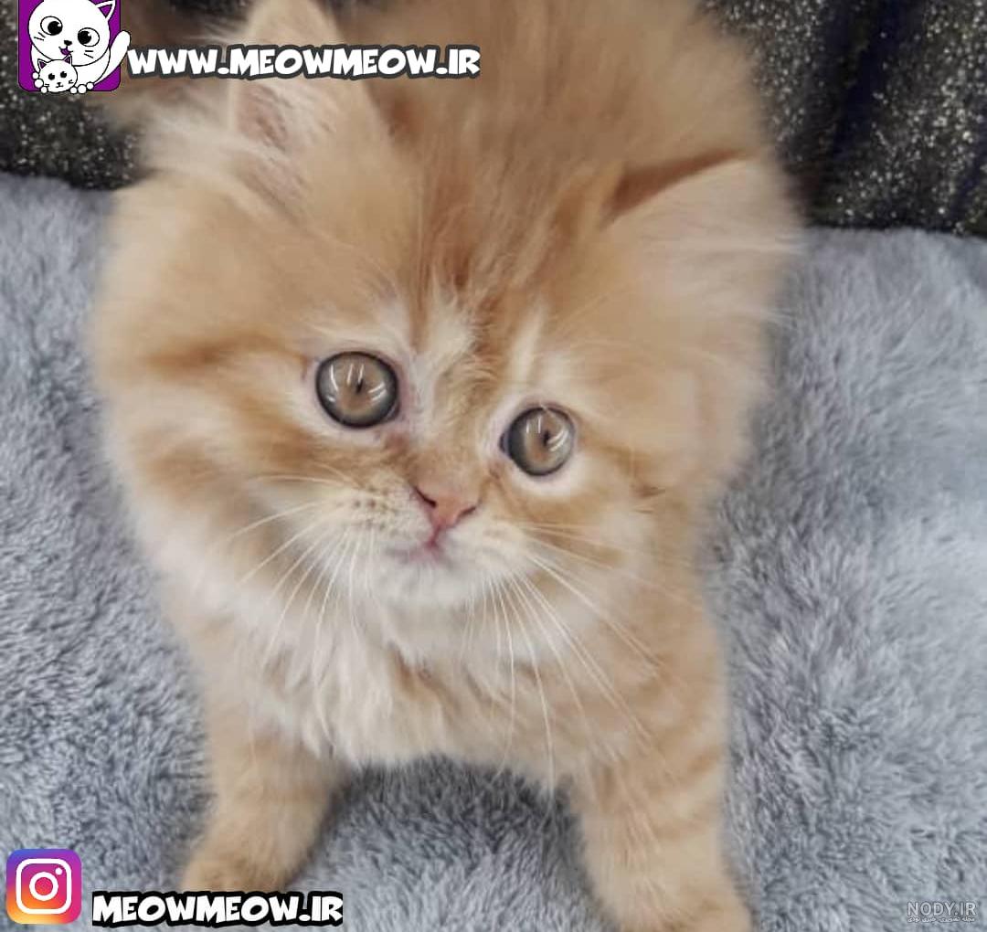 گارفیلد واقعی در دنیای گربه‌ها +عکس