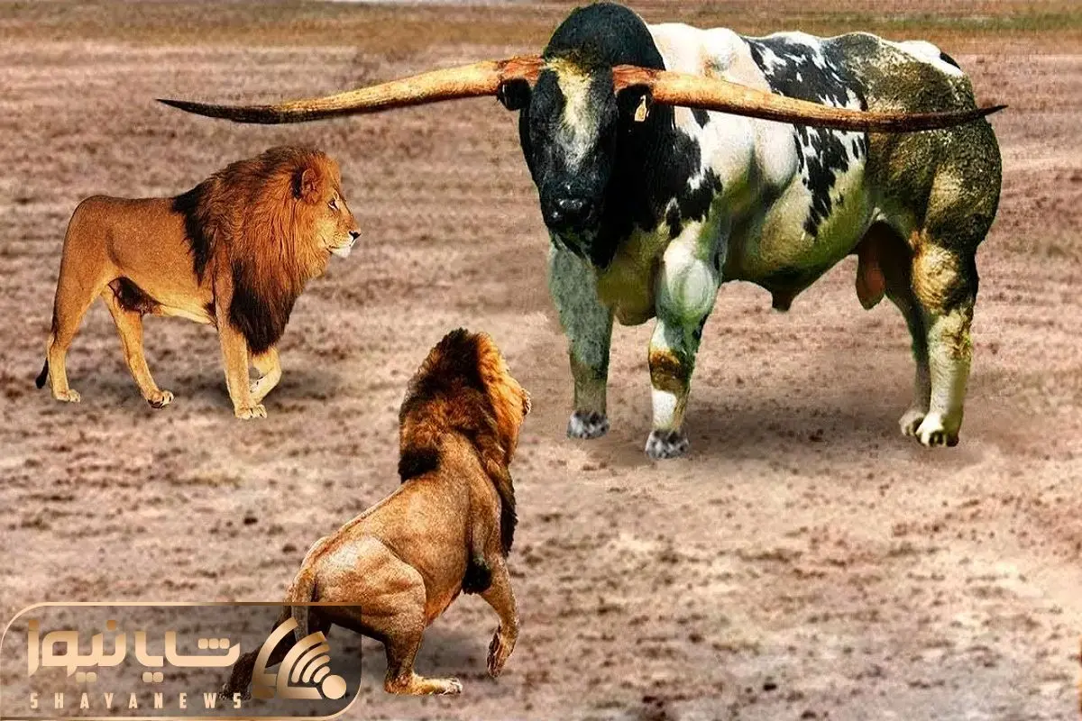 گاو سیستانی - ویکی‌پدیا، دانشنامهٔ آزاد