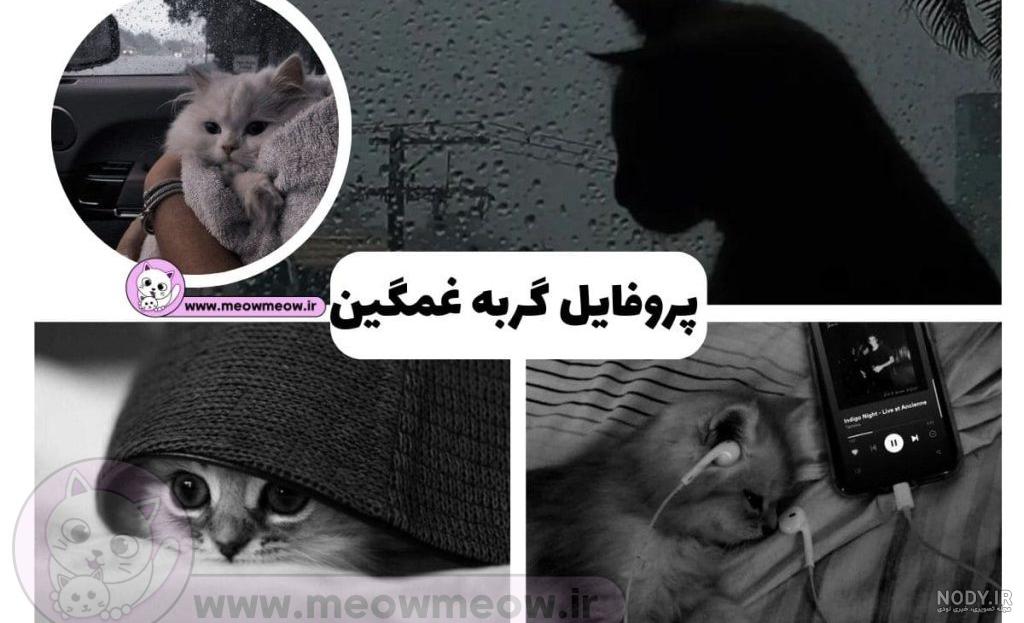 گالری جدیدترین عکس گربه ملوس بامزه برای پروفایل - مینویسم گالری جدیدترین عکس گربه ملوس بامزه برای پروفایل - مینویسم