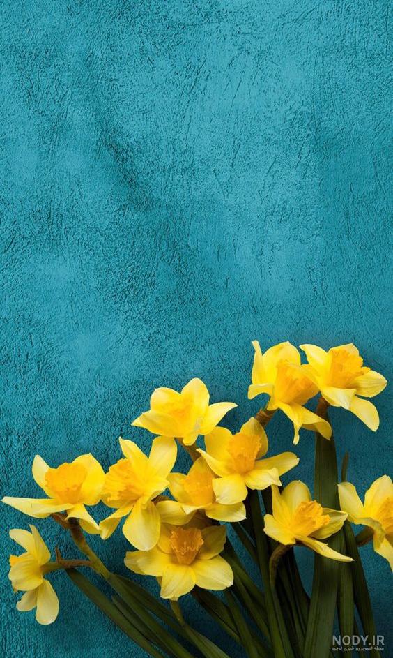 گالری عکس گل نرگس؛ ۳۲ گل زیبا برای پروفایل و بک‌گراند موبایل - ستاره