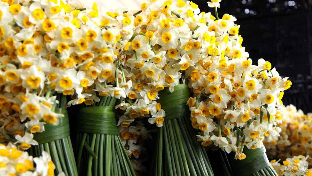گالری عکس گل نرگس؛ ۳۲ گل زیبا برای پروفایل و بک‌گراند موبایل - ستاره