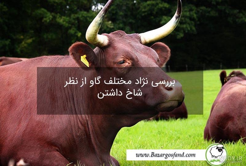 گالووی کمربنددار؛ گاو گوشتی اسکاتلندی که عجیب‌ترین رنگ جهان را دارد