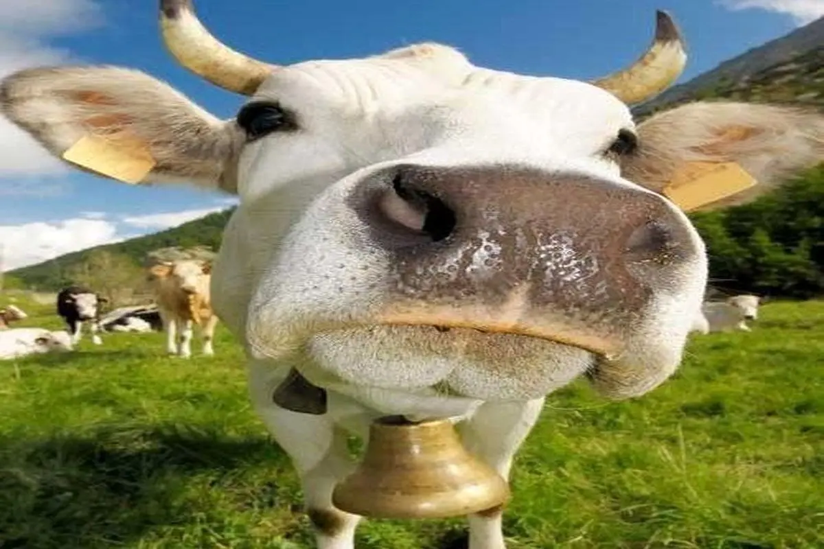 گاوصندوق عکس و فیلم گاوصندوق عکس و فیلم