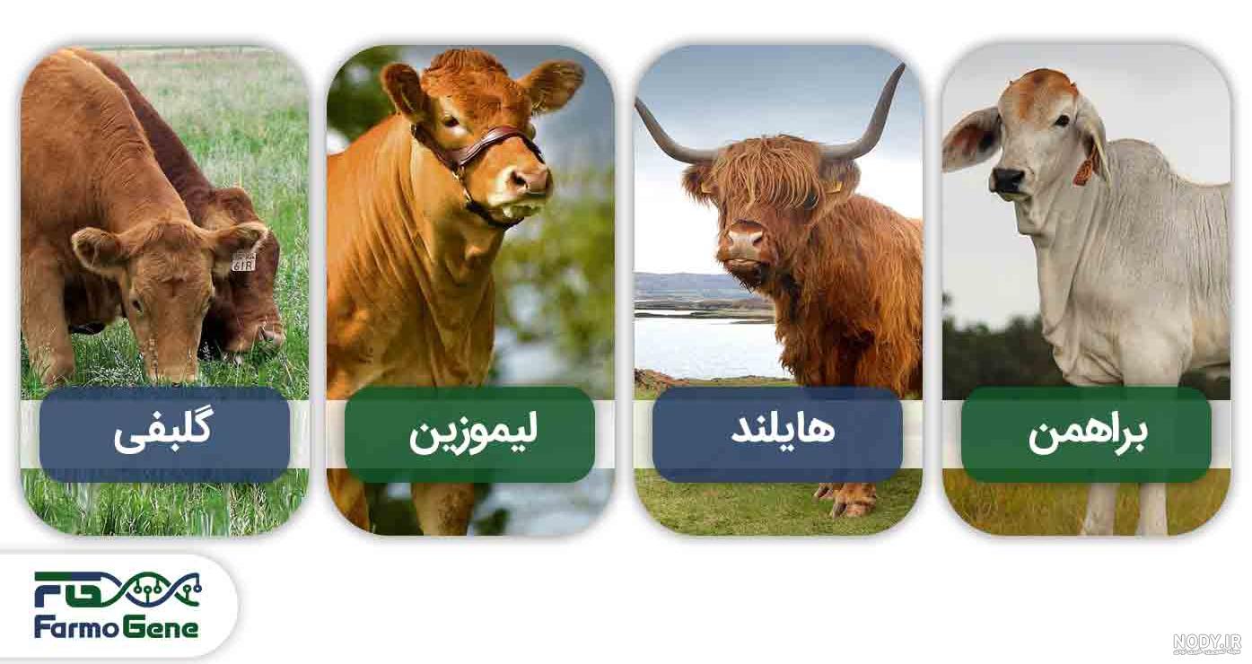 گاو و گوساله و انواع نژاد آنها - رویال طعم گاو و گوساله و انواع نژاد آنها - رویال طعم
