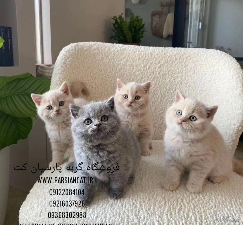 گربه اسکاتیش|بریتیش|چینچیلا|پرشین|هیمالین‎ (@british_scottish_pet) •  Instagram photos and videos