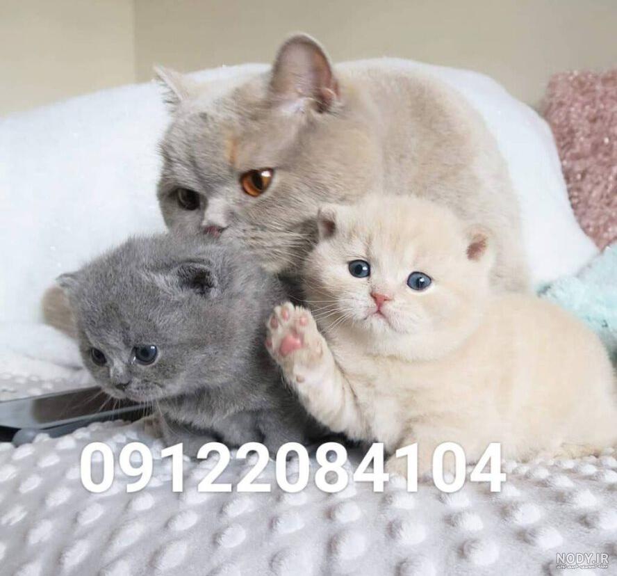 گربه های بامزه / گربه کاراته باز گربه های بامزه / گربه کاراته باز
