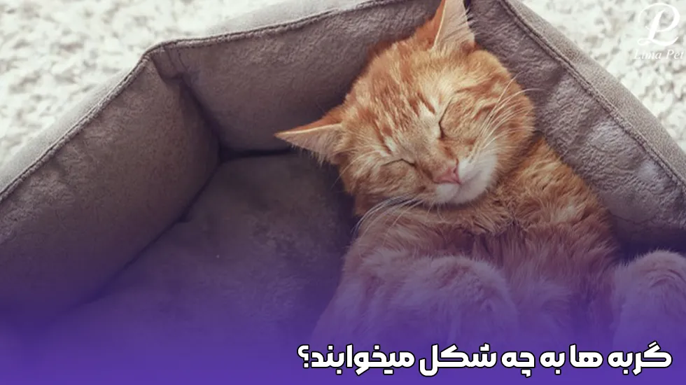 گربه تابی ناز با یک چشم بسته در پس زمینه سفید گریه می کند 1011122 گربه تابی ناز با یک چشم بسته در پس زمینه سفید گریه می کند 1011122