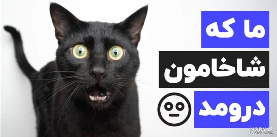 گربه تسخیر شده در خانه گربه تسخیر شده در خانه
