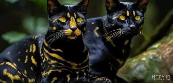 گربه جنگلی نروژی گربه جنگلی نروژی