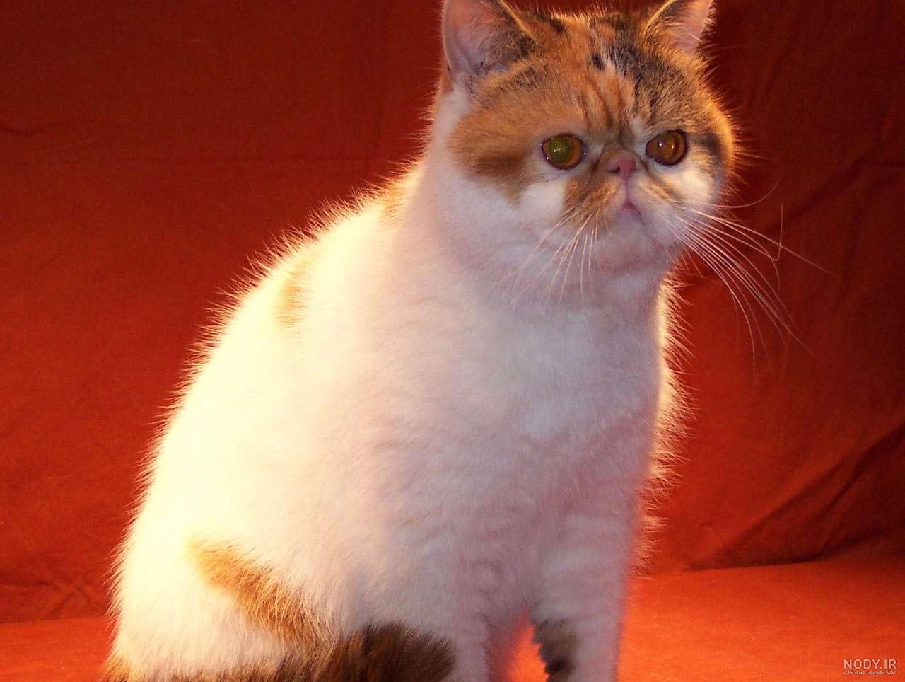 گربه در خواب : 50 نشانه و تعبیر خواب گربه دیدن گربه در خواب : 50 نشانه و تعبیر خواب گربه دیدن