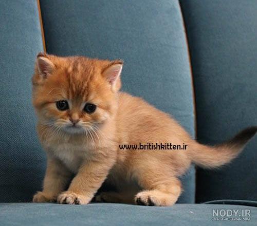 گربه خیابانی - همه چیز در مورد گربه های خیابانی! - پت مارکت 24 گربه خیابانی - همه چیز در مورد گربه های خیابانی! - پت مارکت 24