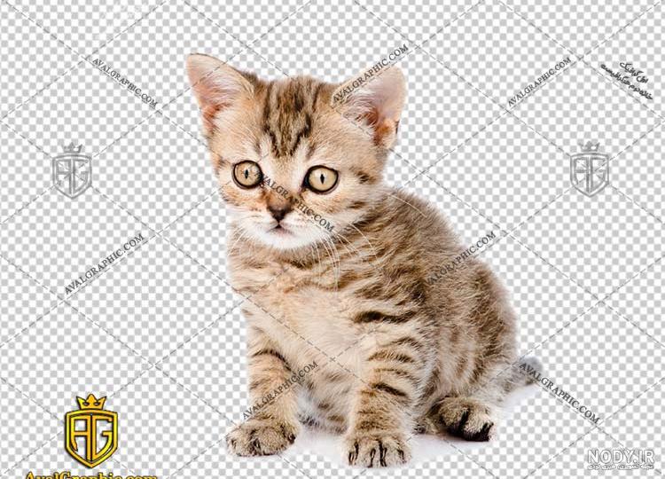 گربه سفید قهوه ای DHS گمشده | آگهی حیوانات رابینسه (واگذاری،مراکز درمانی،حیوانات گمشده) گربه سفید قهوه ای DHS گمشده | آگهی حیوانات رابینسه (واگذاری،مراکز درمانی،حیوانات گمشده)