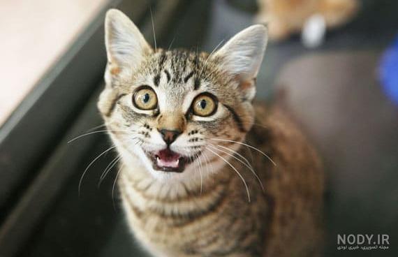 گربه سیبریایی (Siberian cat) | ماکی دام گربه سیبریایی (Siberian cat) | ماکی دام