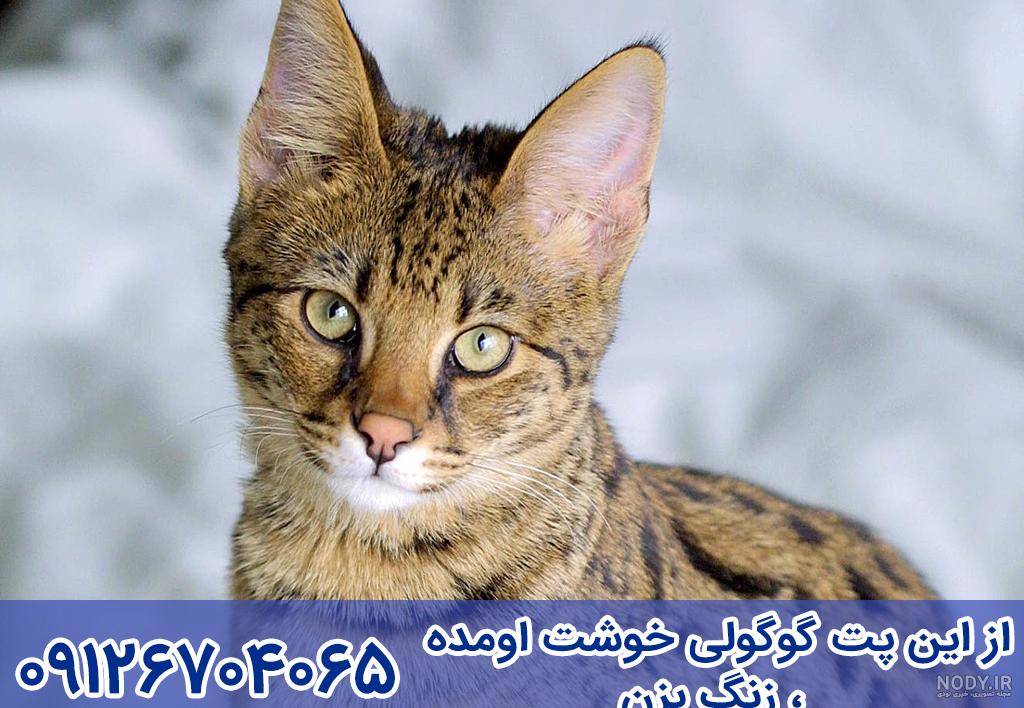 گربه شنی