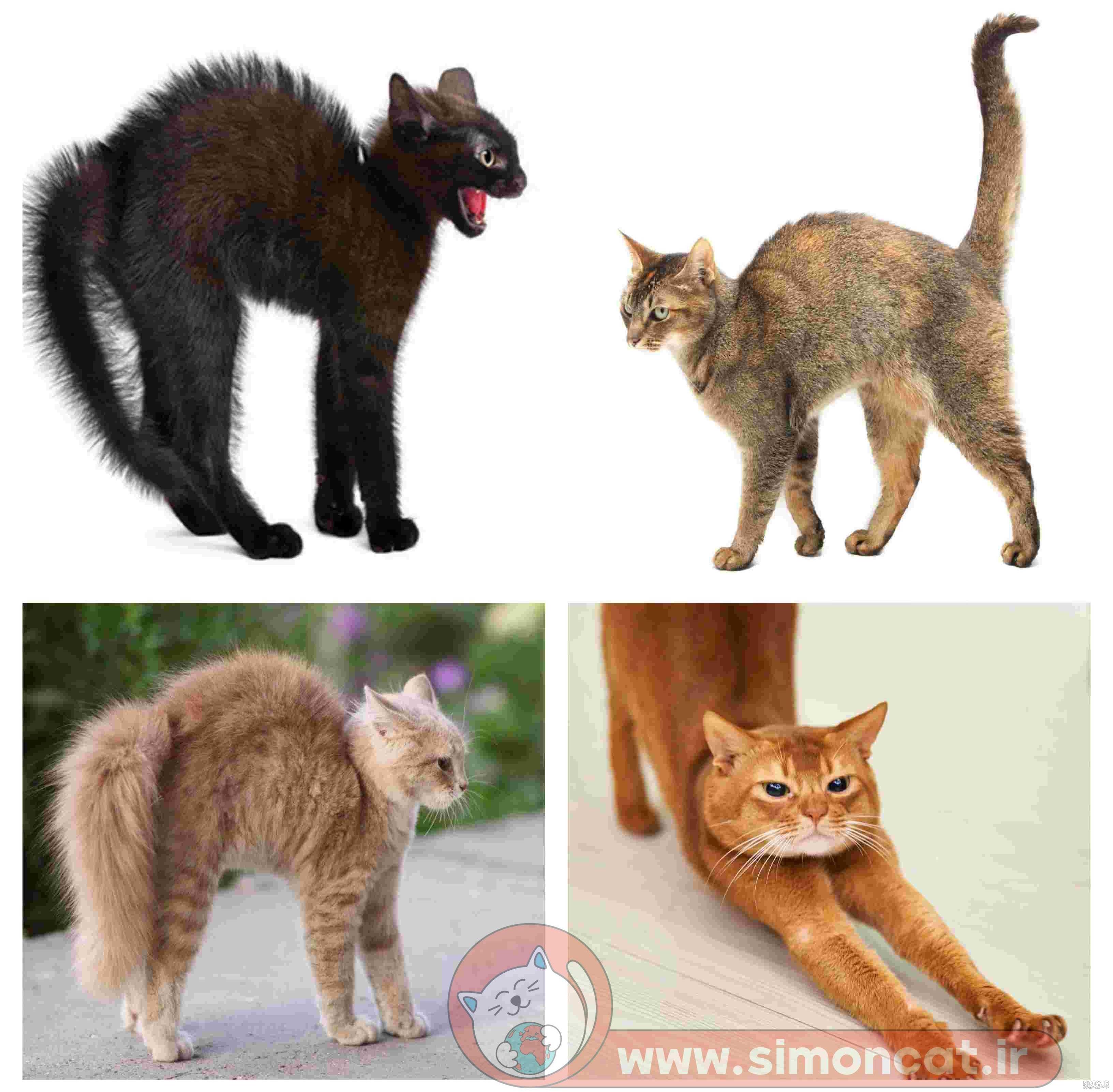 گربه | طرفداری