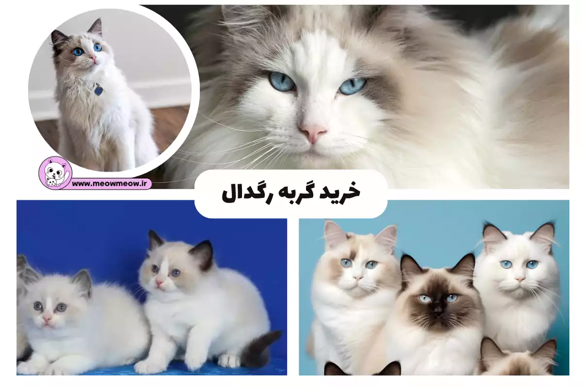 گربه لات کف خیابون😹, #گربه #اکسپلور #instagram #funny#cat