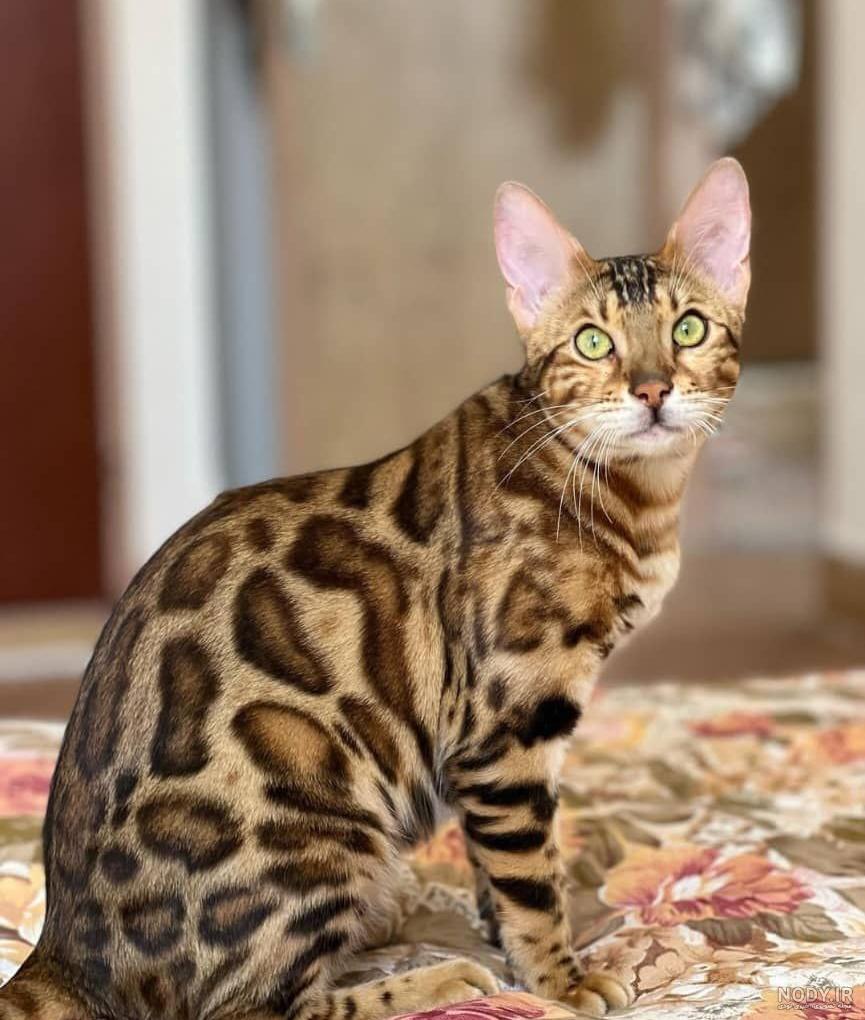 گربه ناز کوچولو و گوگولو تعجب گربه