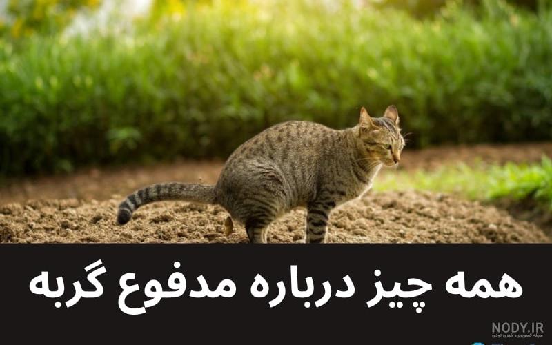 گربه همیشه متعجب! +عکس