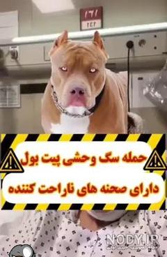 گربه وحشی ۲ نفر را کشت و ۵ نفر دیگر را زخمی کرد گربه وحشی ۲ نفر را کشت و ۵ نفر دیگر را زخمی کرد
