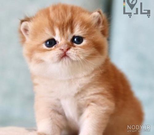 گربه پرشین؛ خصوصیات ویژگی‌ها و انواع نژاد پرشین 😺 | بلاپت