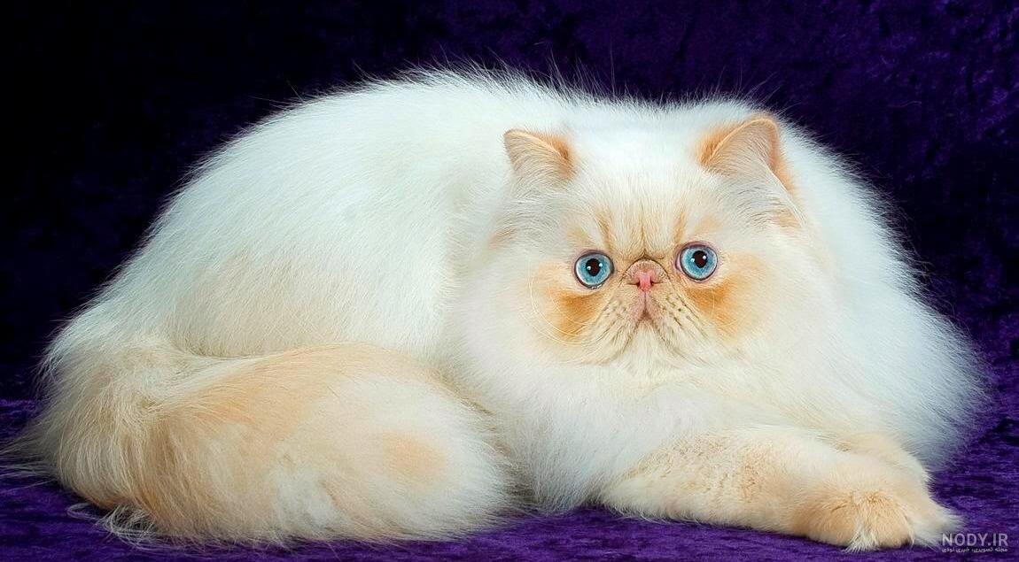 گربه پرشین؛ خصوصیات ویژگی‌ها و انواع نژاد پرشین 😺 | بلاپت