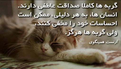 گربه چیست ؟ - مقدمه ای بر گربه ها گربه چیست ؟ - مقدمه ای بر گربه ها