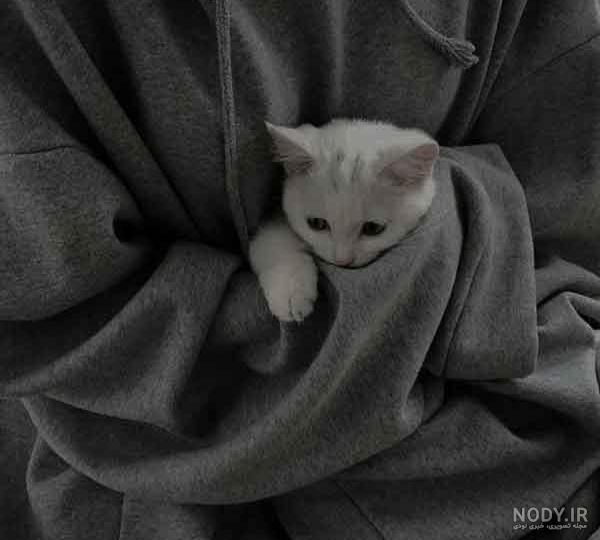 گربه کوچولو🐈 گربه کوچولو🐈