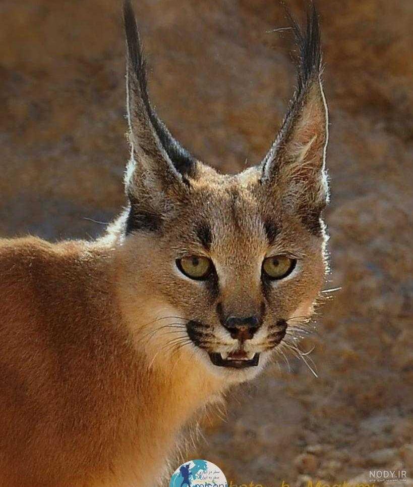 گربه‌های سیاه گوش‌