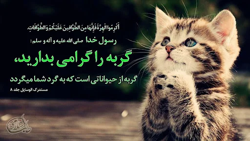 گربه‌ها چه فکری درباره ما می‌کنند؟ - طلا پت