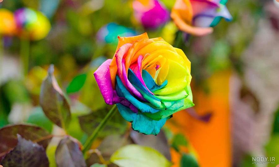 گل رز ابی و زرد و قرمز a1265 09129410059- ارسال دسته گل در محل تهران 09129410059 گل رز ابی و زرد و قرمز a1265 09129410059- ارسال دسته گل در محل تهران 09129410059