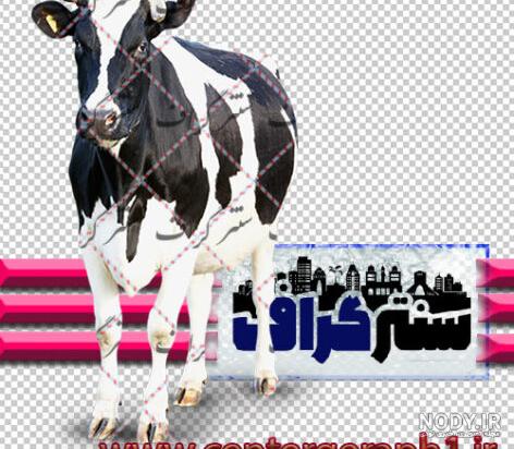 گوساله تازه متولد شده بچه گاو سیاه و سفید روی پس‌زمینه جدا شده سفید 1048294