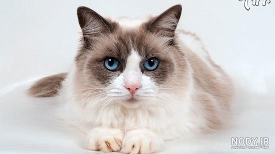 یک بچه گربه ناز Ragdoll در اتاق خواب بین ورق ها و تشک جمع شده است گربه چشم آبی کوچک با چهره ای نامرتب به دوربین نگاه می کند 1458898 یک بچه گربه ناز Ragdoll در اتاق خواب بین ورق ها و تشک جمع شده است گربه چشم آبی کوچک با چهره ای نامرتب به دوربین نگاه می کند 1458898