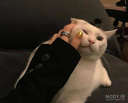 ۴۰ عکس گربه کیوت و ملوس ۱۴۰۳ برای پروفایل و عکس گربه باکیفیت برای بکگراند و ۴۰ عکس گربه کیوت و ملوس ۱۴۰۳ برای پروفایل و عکس گربه باکیفیت برای بکگراند و