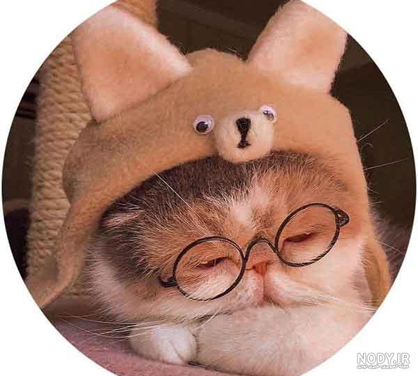 ۴۰ عکس گربه کیوت و ملوس ۱۴۰۳ برای پروفایل و عکس گربه باکیفیت برای بکگراند و ۴۰ عکس گربه کیوت و ملوس ۱۴۰۳ برای پروفایل و عکس گربه باکیفیت برای بکگراند و