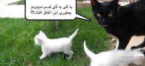 ۴۰ عکس گربه کیوت و ملوس ۱۴۰۳ برای پروفایل و عکس گربه باکیفیت برای بکگراند و ۴۰ عکس گربه کیوت و ملوس ۱۴۰۳ برای پروفایل و عکس گربه باکیفیت برای بکگراند و
